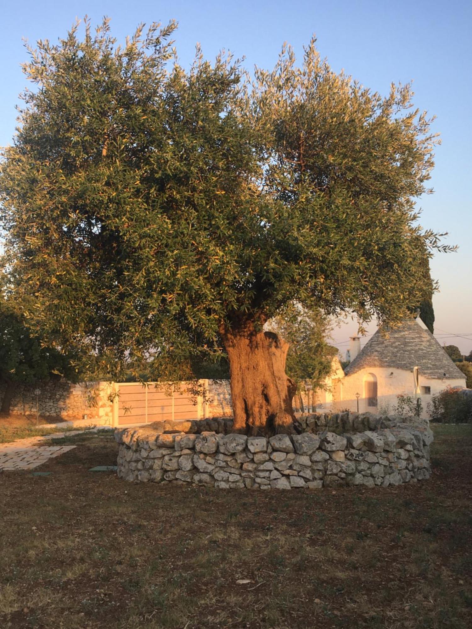 Trulli Le 2 Nicchie Villa Locorotondo Eksteriør billede